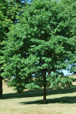 Quercus robur - dub letní - letní habitus (12)